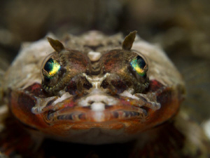 Green eyes by Alex Varani 